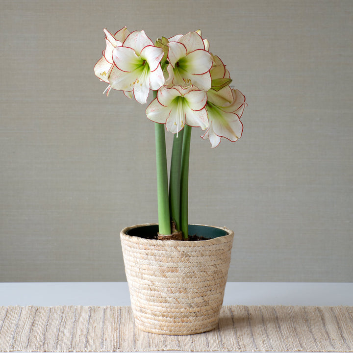 Amaryllis 'Picasso,' one bulb in natural jute basket