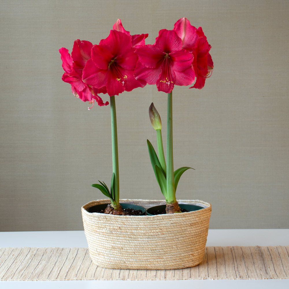 Amaryllis 'Pink Surprise,' two nursery pots in natural jute basket