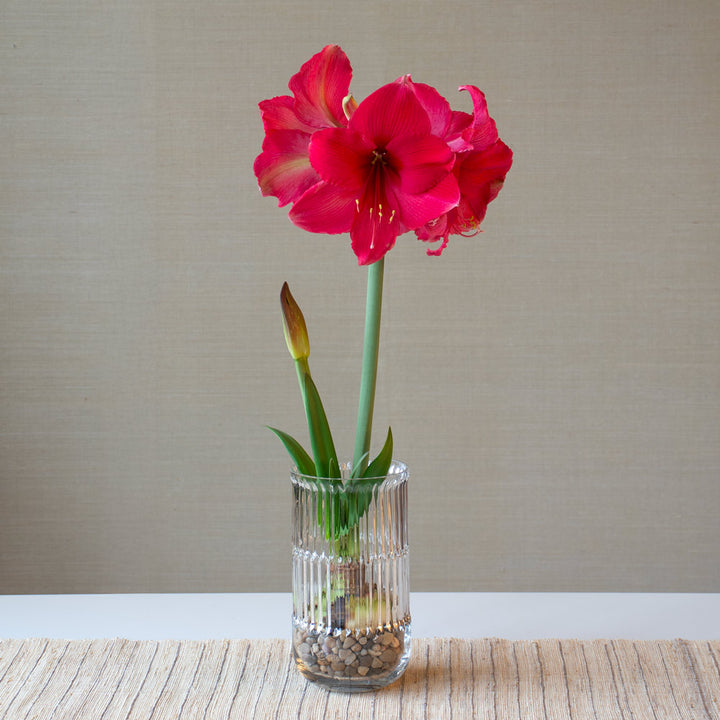 Amaryllis 'Pink Surprise,' one bulb with ribbed glass vase kit