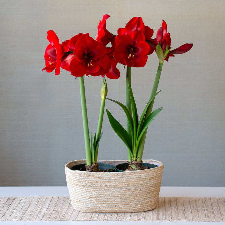 Amaryllis 'Red Cardinal,' two nursery pots in natural jute basket