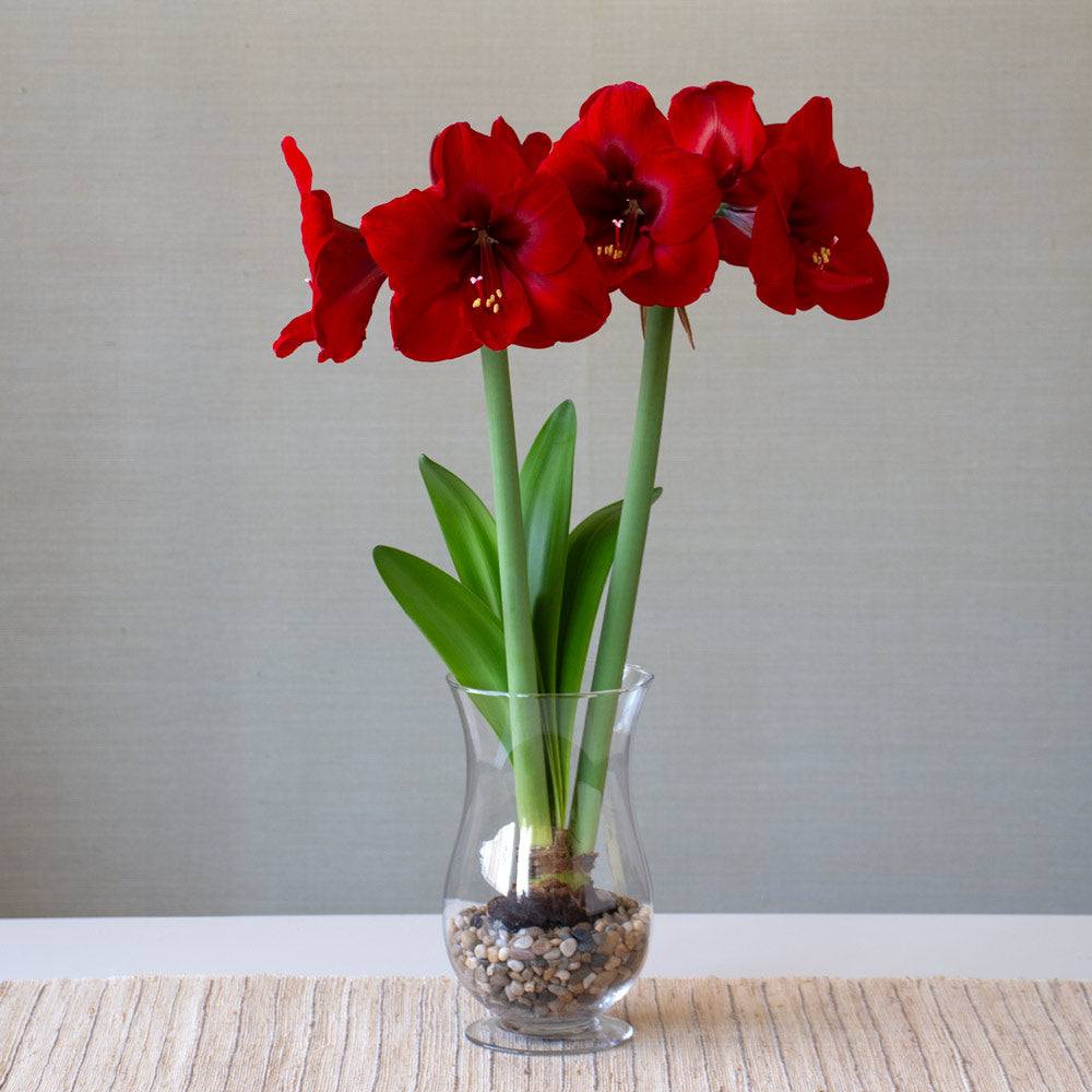 Amaryllis 'Red Cardinal,' one bulb with hurricane vase kit