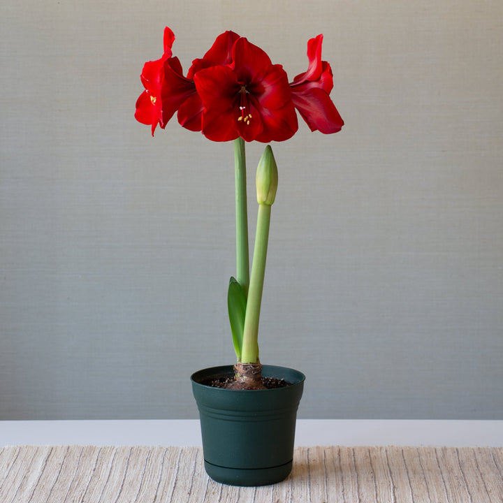 Amaryllis 'Red Cardinal,' one bulb in nursery pot