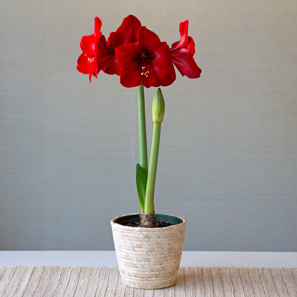 Amaryllis 'Red Cardinal,' one bulb in natural jute basket