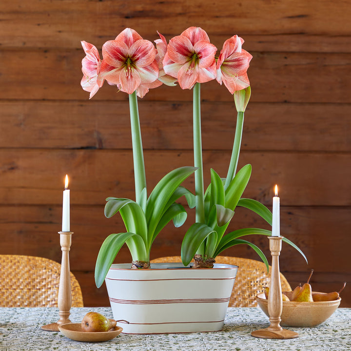 Amaryllis 'Provence,' two nursery pots in cream tin