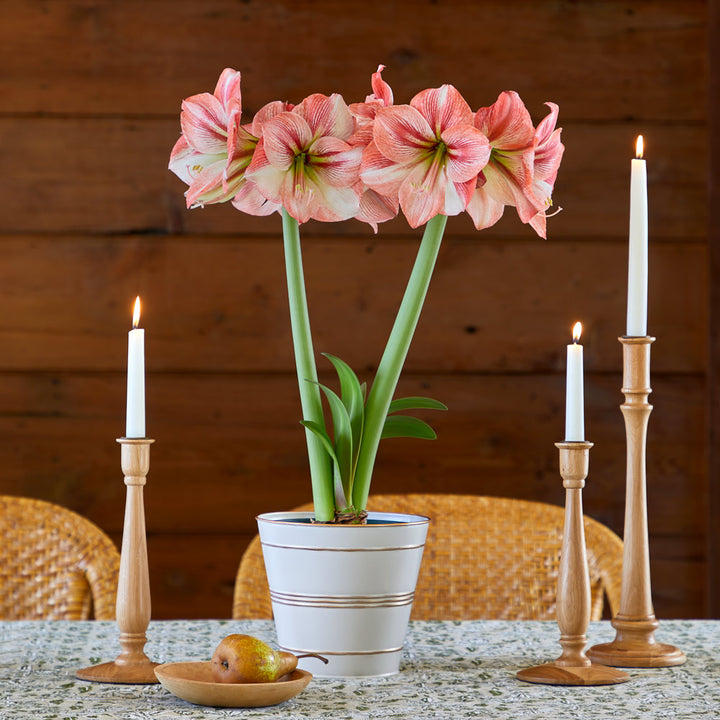 Amaryllis 'Provence,' one bulb in cream tin