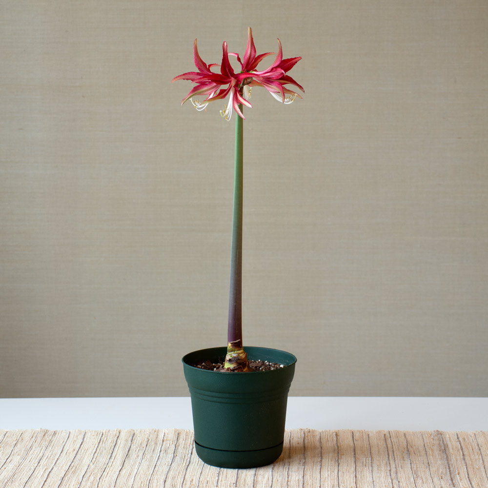 Amaryllis 'Quito,' one bulb in nursery pot