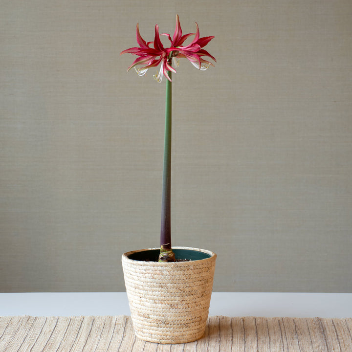 Amaryllis 'Quito,' one bulb in natural jute basket