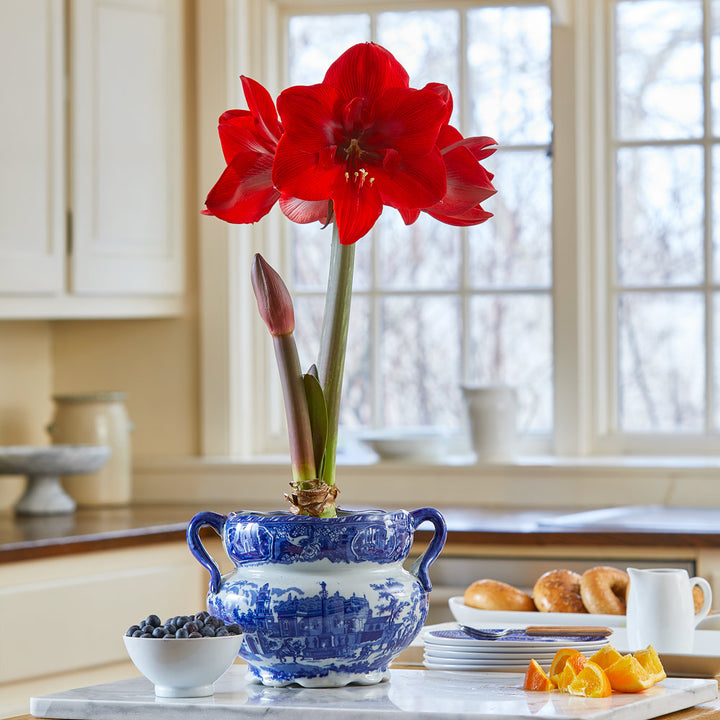 Amaryllis 'Red Cream' and Delft Double-Handle Pot Kit