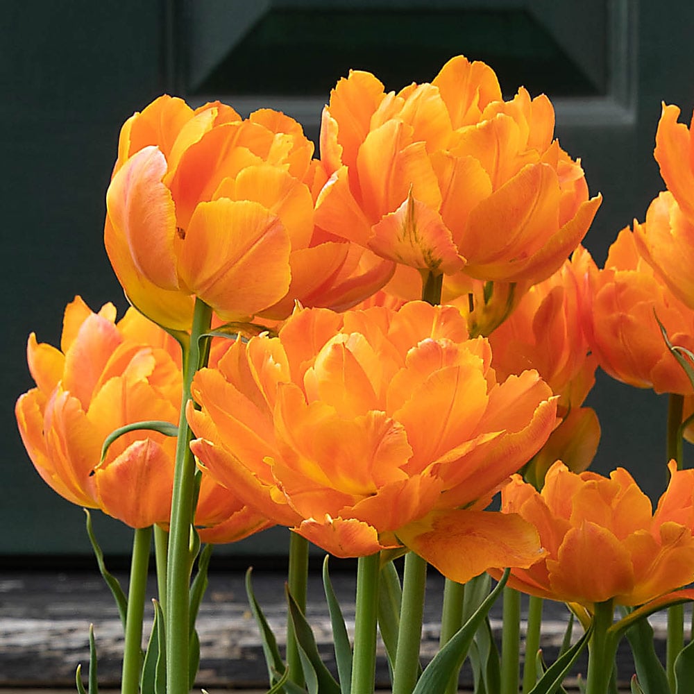 Tulip 'Orca'