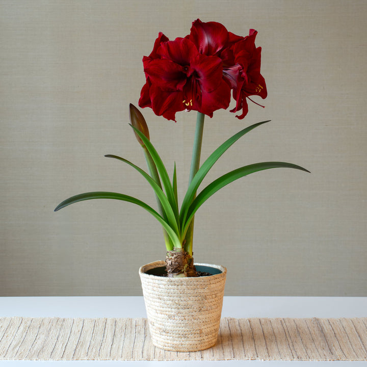 Amaryllis 'Red Dream,' one bulb in natural jute basket