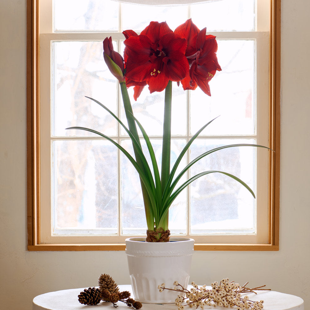 Amaryllis 'Red Dream'