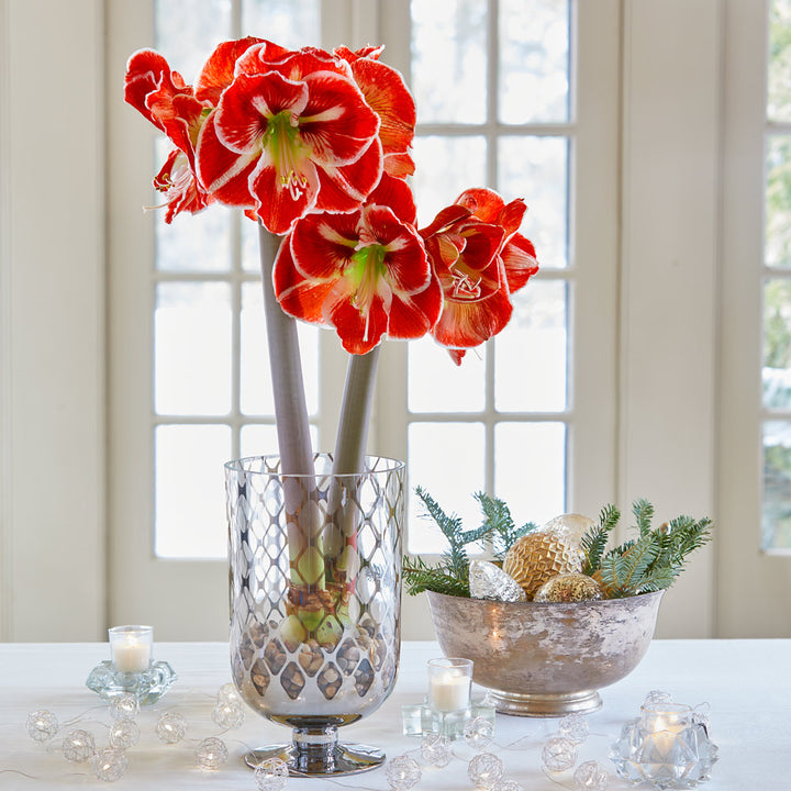 Amaryllis 'Samba,' one bulb with silver-lattice hurricane vase kit