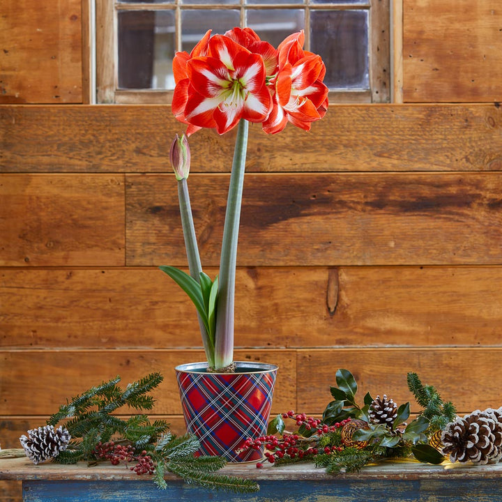 Amaryllis 'Stargazer,' one bulb in plaid tin
