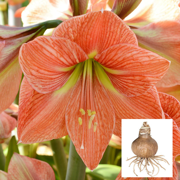 Amaryllis 'Terra Cotta Star,' one bulb in linen bag