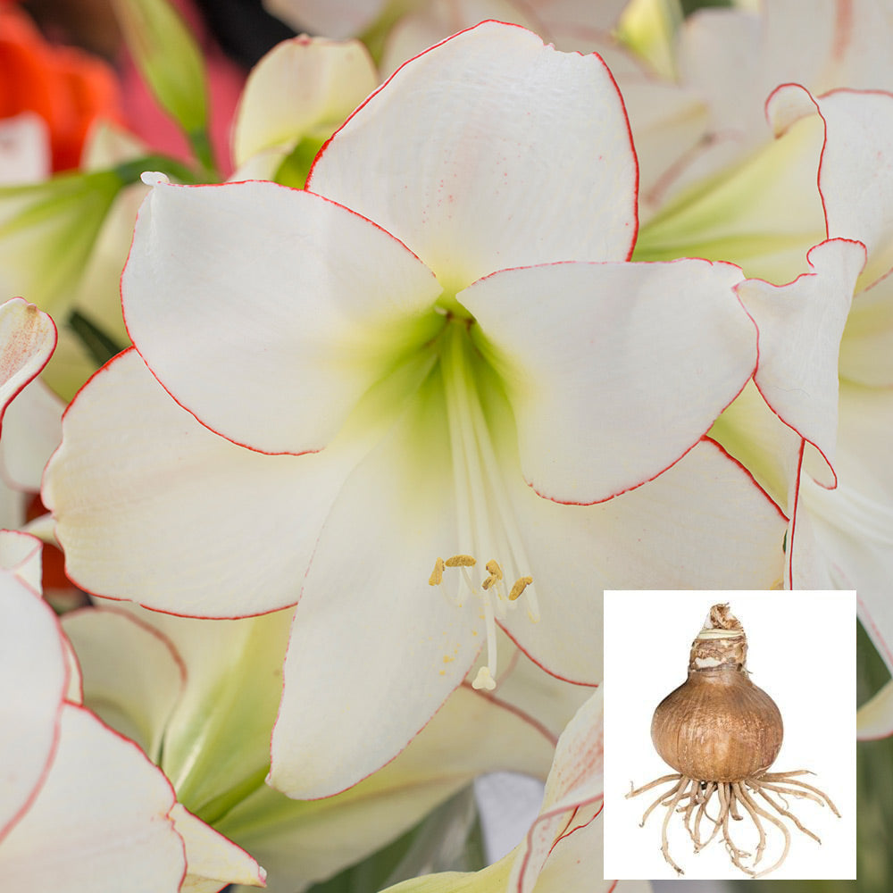 Amaryllis 'Picotee,' one bulb in linen bag