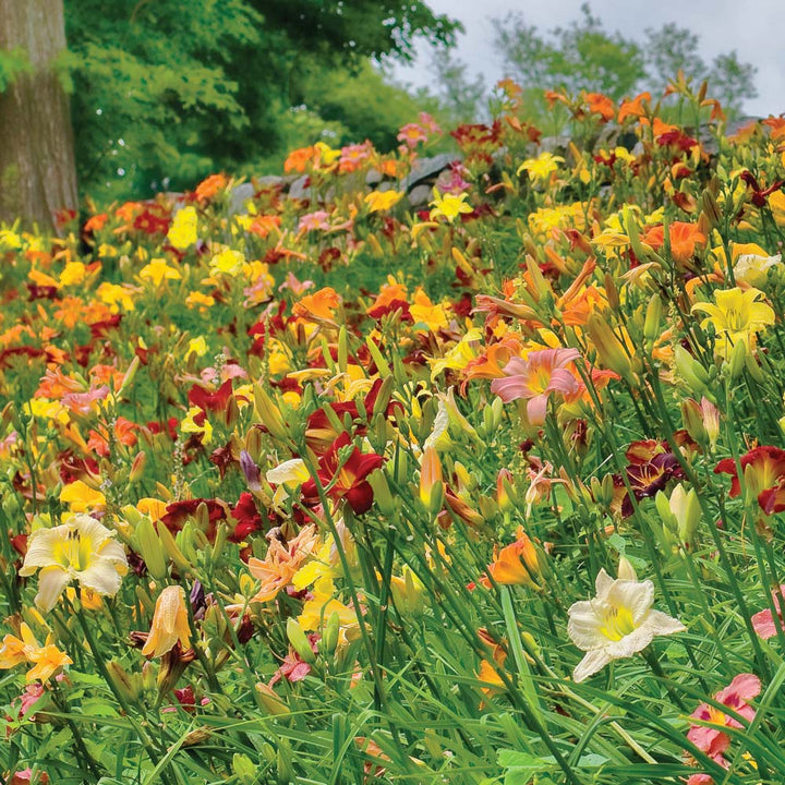 Crescendo Daylily Collection