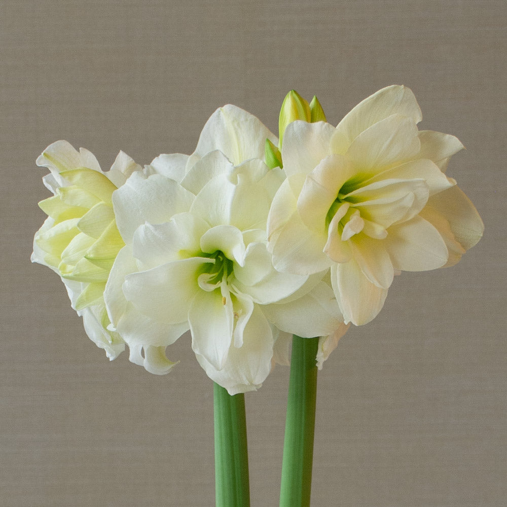 Amaryllis 'Alfresco,' one bulb in natural jute basket