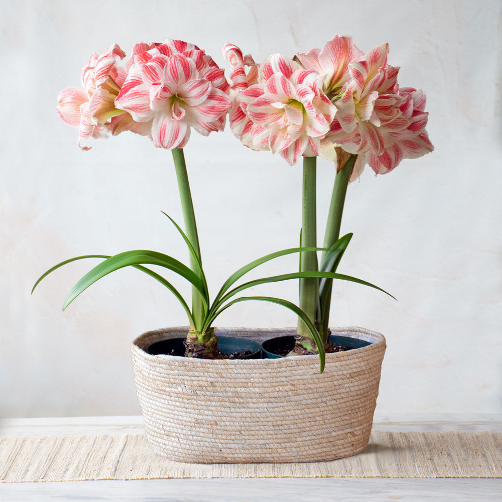 Amaryllis 'Amazing Belle,' two nursery pots in natural jute basket