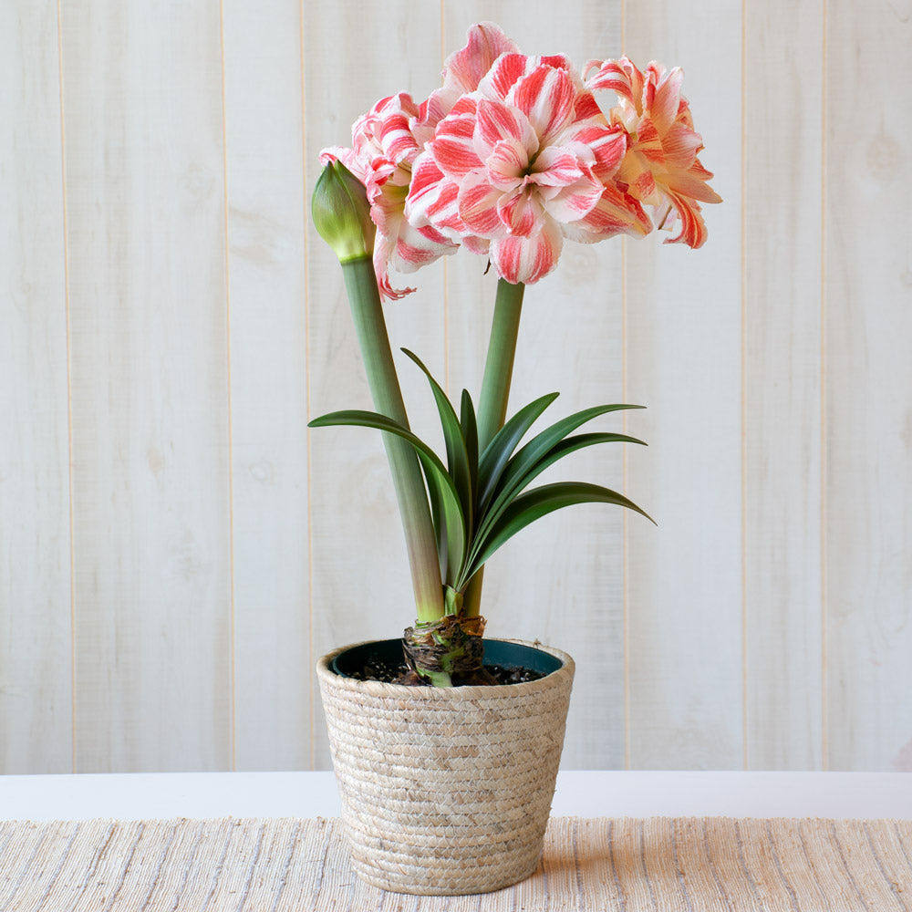 Amaryllis 'Amazing Belle,' one bulb in natural jute basket