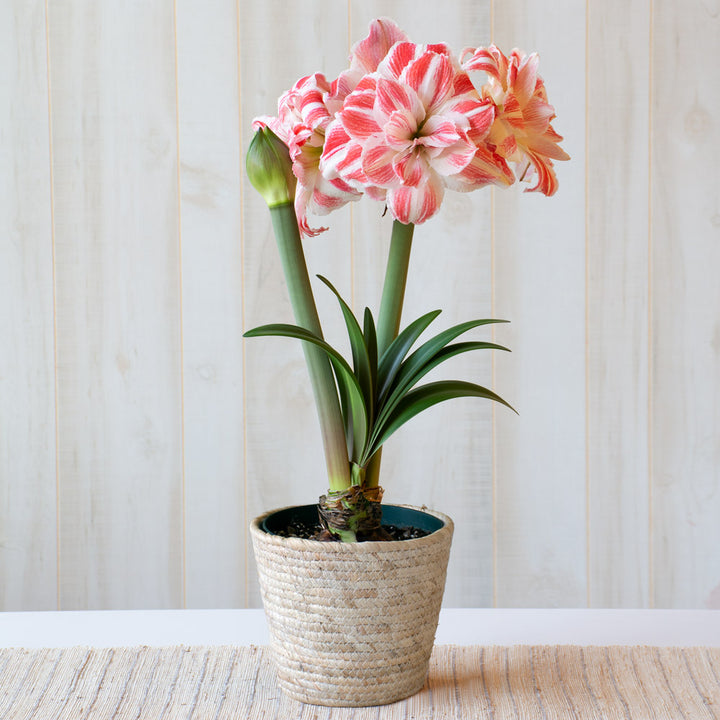 Amaryllis 'Amazing Belle,' one bulb in natural jute basket