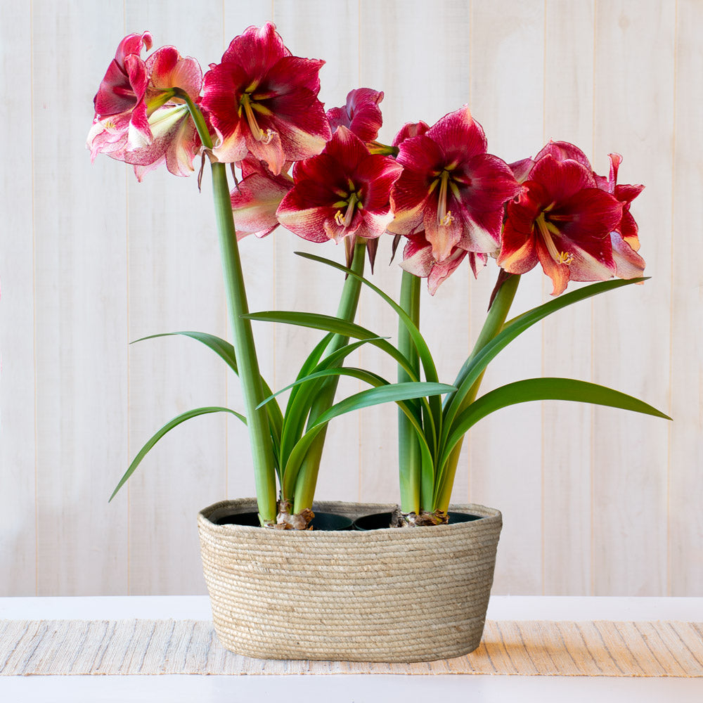 Amaryllis 'American Dream,' two nursery pots in natural jute basket