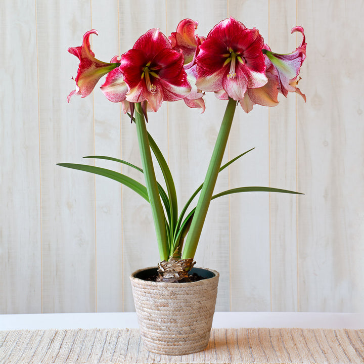 Amaryllis 'American Dream,' one bulb in natural jute basket