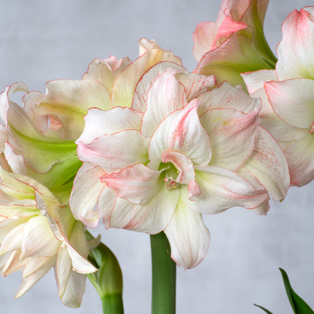 Amaryllis 'Aphrodite,' two nursery pots in natural jute basket