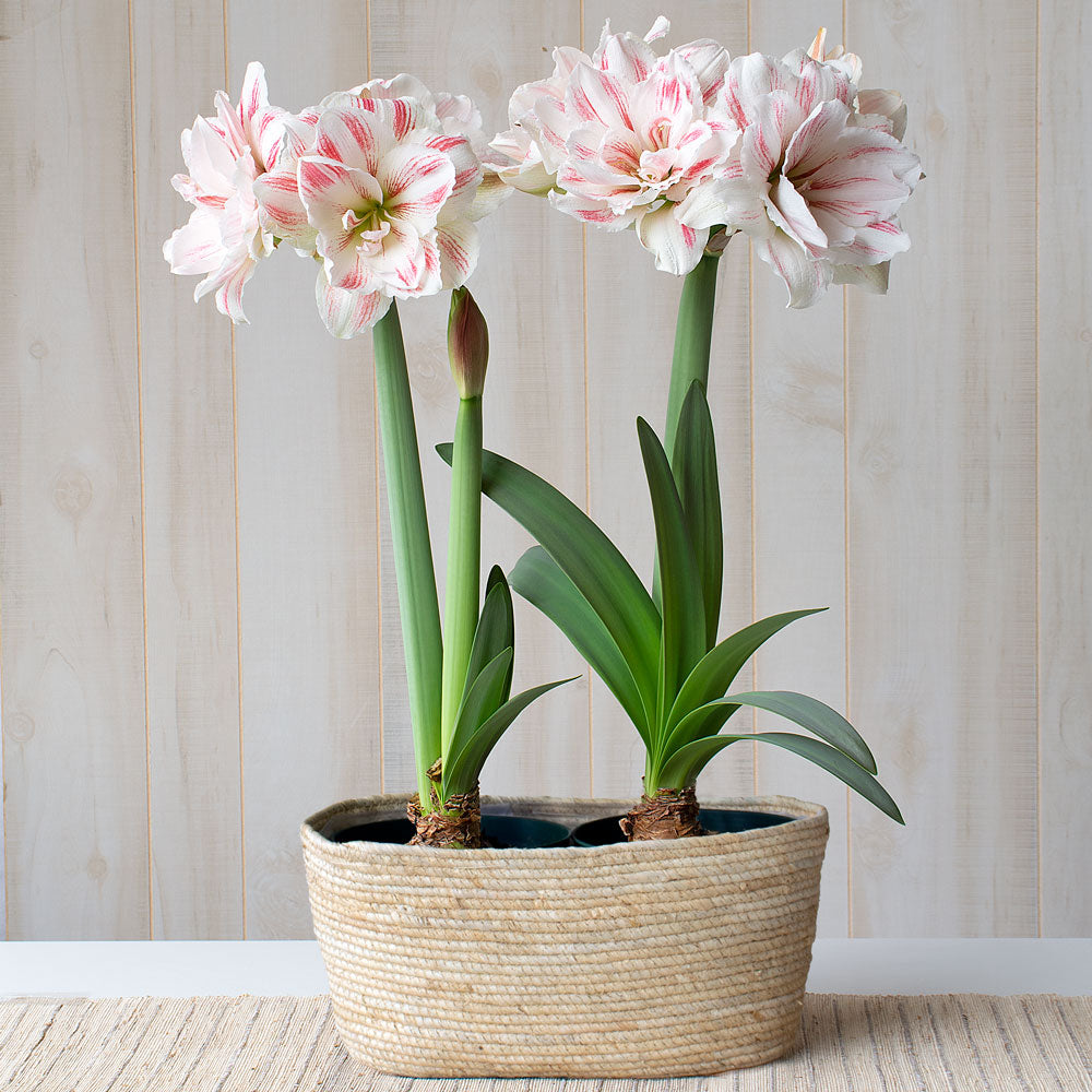 Amaryllis 'Aquaro,' two nursery pots in natural jute basket