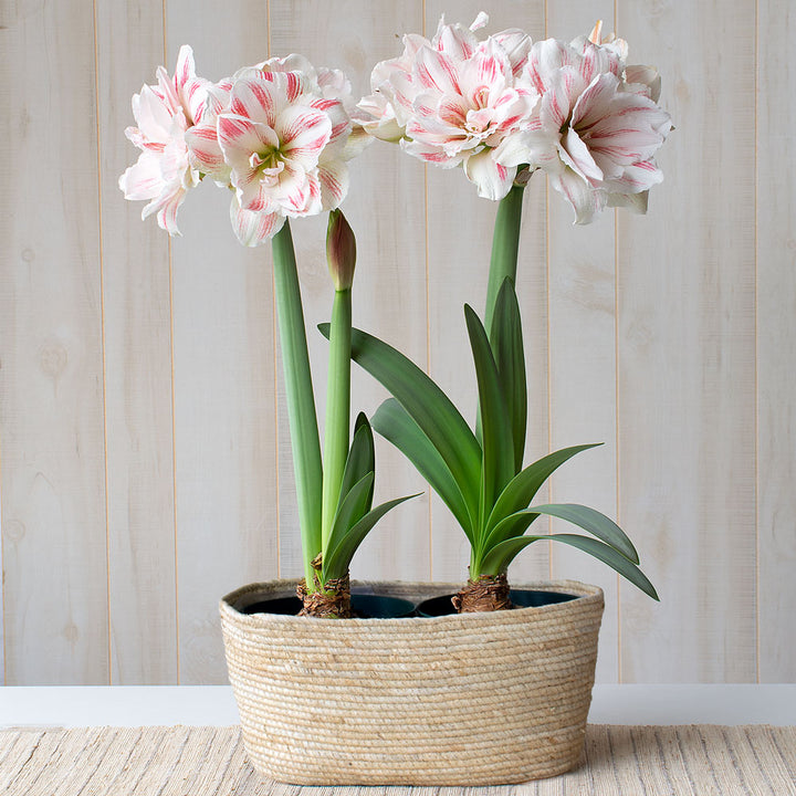Amaryllis 'Aquaro,' two nursery pots in natural jute basket