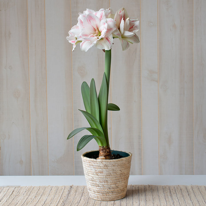 Amaryllis 'Aquaro,' one bulb in natural jute basket
