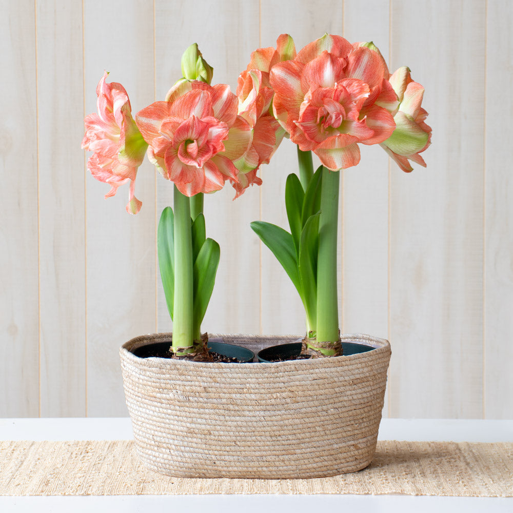 Amaryllis 'Beautiful Emotion,' two nursery pots in natural jute basket