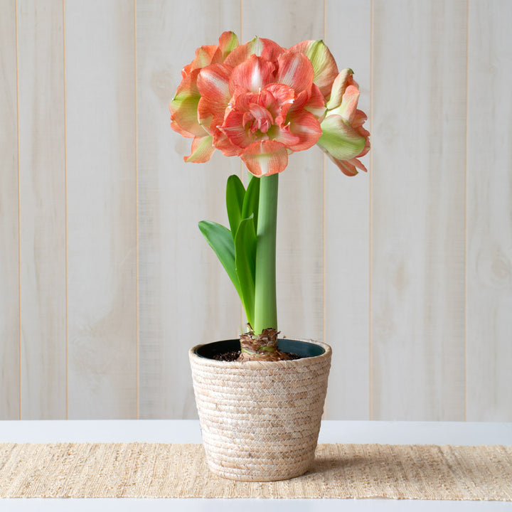 Amaryllis 'Beautiful Emotion,' one bulb in natural jute basket
