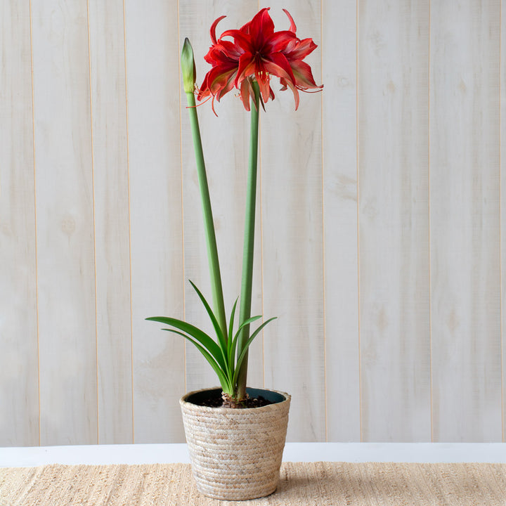Amaryllis 'Bogota,' one bulb in natural jute basket