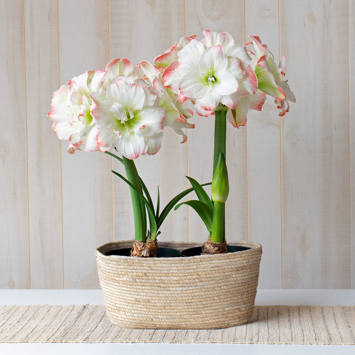 Amaryllis 'Candy Amadeus,' two nursery pots in natural jute basket