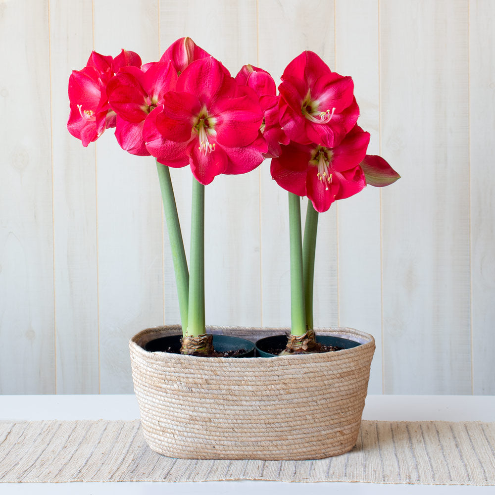 Amaryllis 'Candy Cream,' two nursery pots in natural jute basket