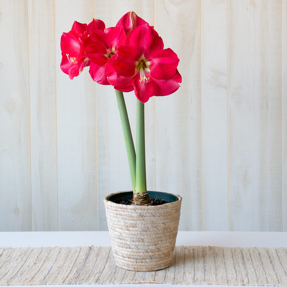 Amaryllis 'Candy Cream,' one bulb in natural jute basket