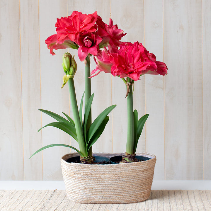 Amaryllis 'Candy Nymph,' two nursery pots in natural jute basket