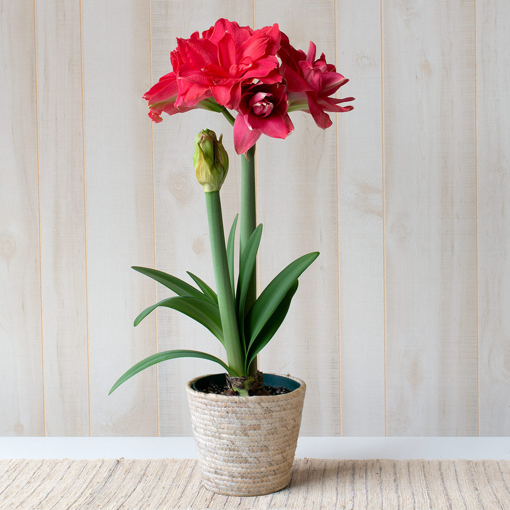 Amaryllis 'Candy Nymph,' one bulb in natural jute basket