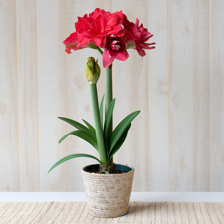 Amaryllis 'Candy Nymph,' one bulb in natural jute basket