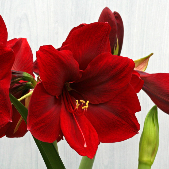 Amaryllis 'Carmen,' one bulb in nursery pot