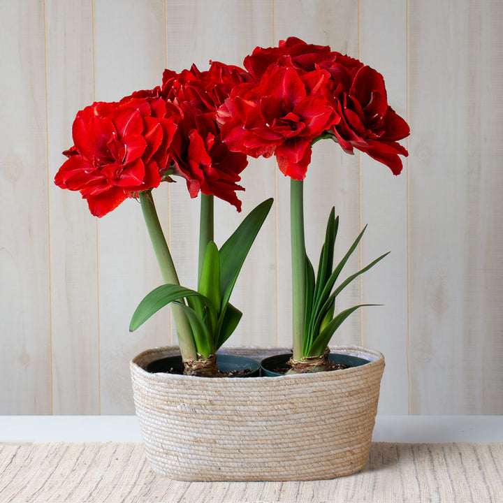 Amaryllis 'Cherry Nymph,' two nursery pots in natural jute basket
