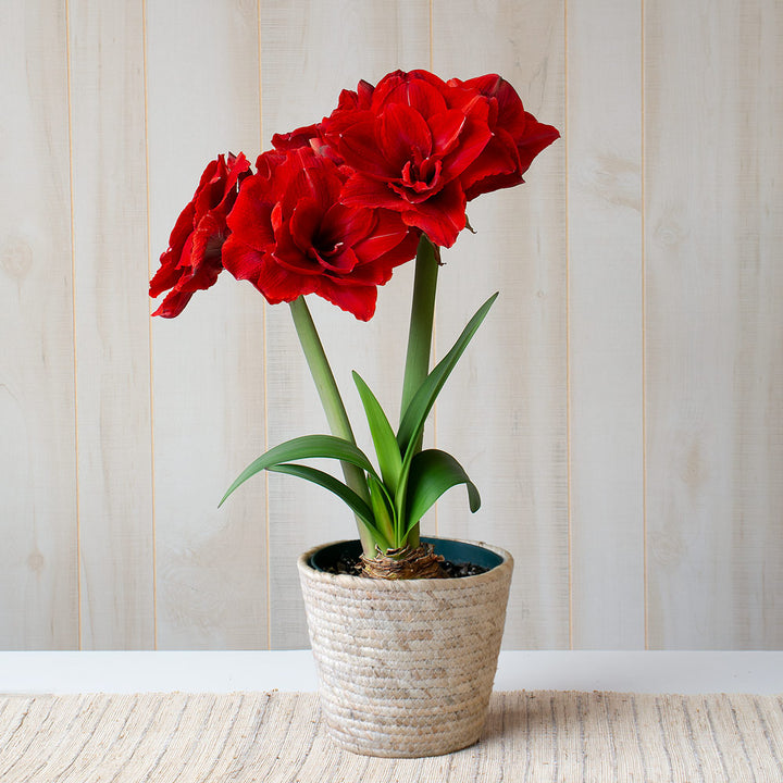 Amaryllis 'Cherry Nymph,' one bulb in natural jute basket