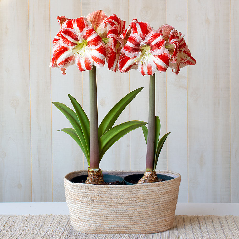 Amaryllis 'Clown'