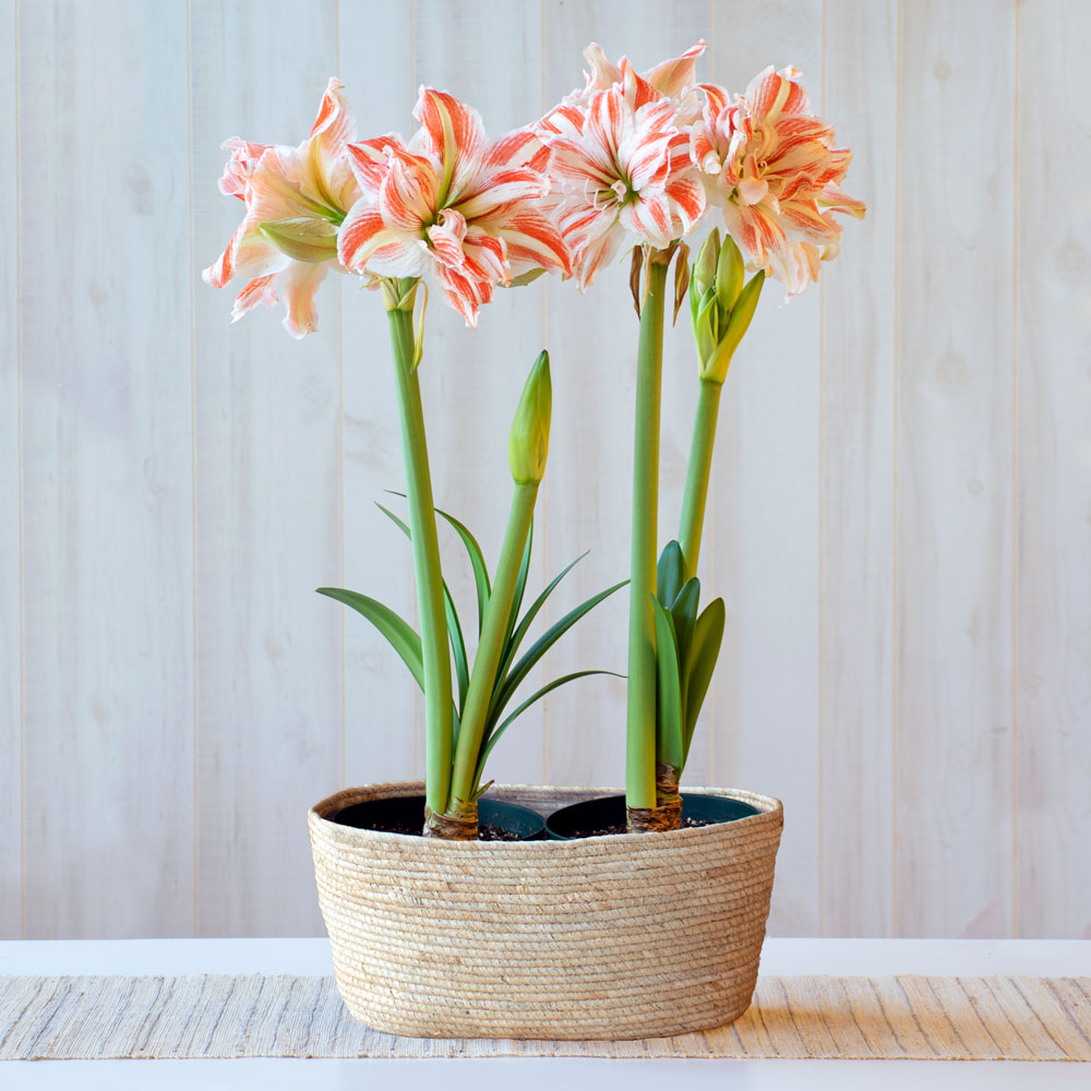 Amaryllis 'Dancing Queen,' two nursery pots in natural jute basket