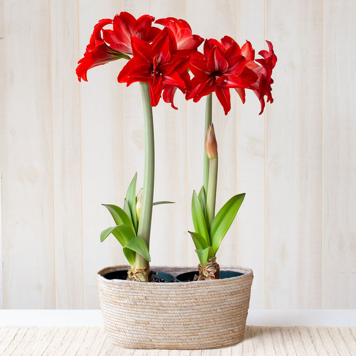 Amaryllis 'Double Delicious,' two nursery pots in natural jute basket