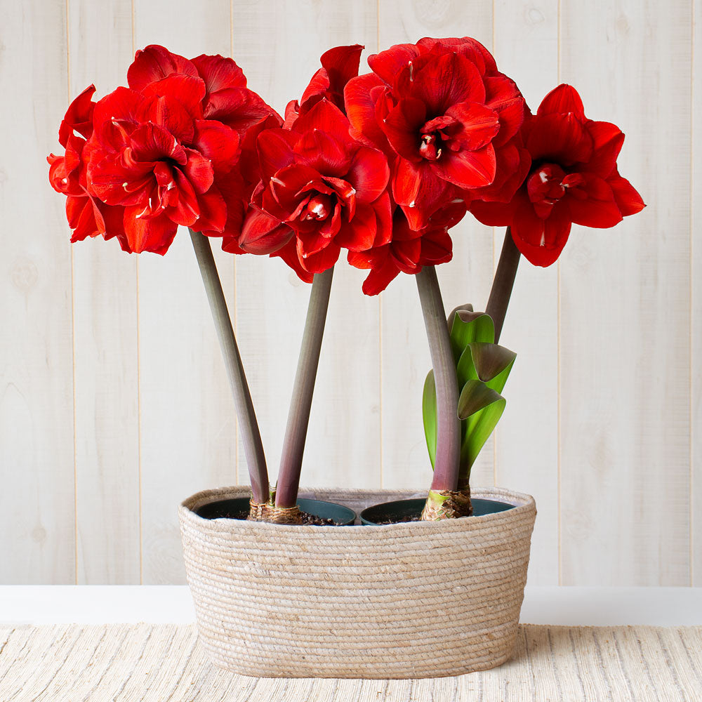 Amaryllis 'Double King,' two nursery pots in natural jute basket