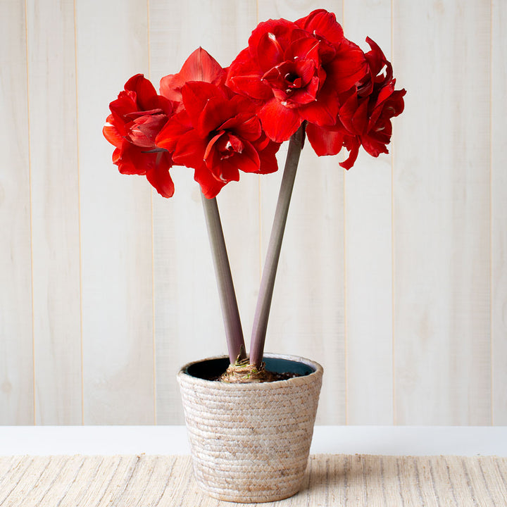 Amaryllis 'Double King,' one bulb in natural jute basket