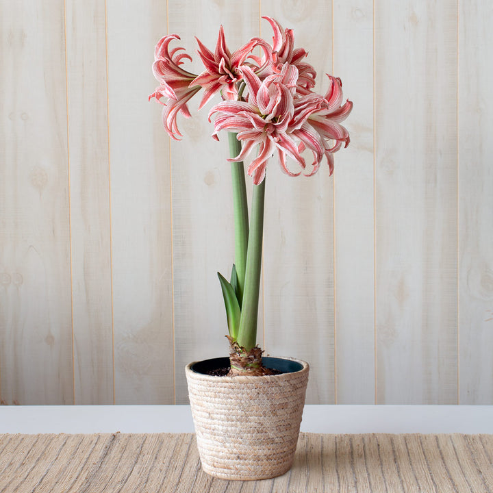 Amaryllis 'Doublet,' one bulb in natural jute basket