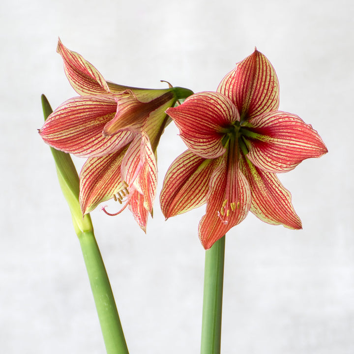 Amaryllis 'Exotic Star,' one bulb in natural jute basket