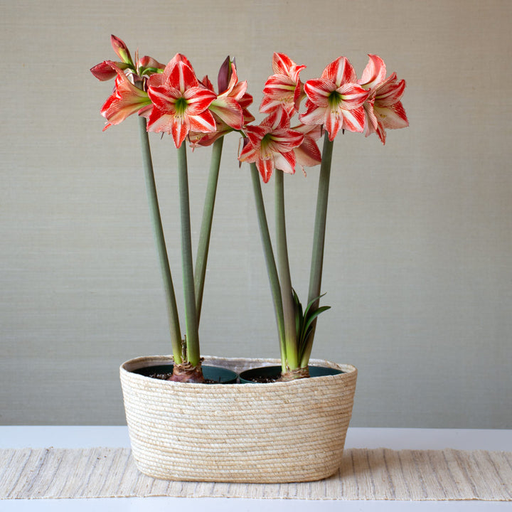 Amaryllis 'Fairytale,' two nursery pots in natural jute basket